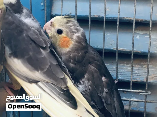 للبيع اقرا الوصف