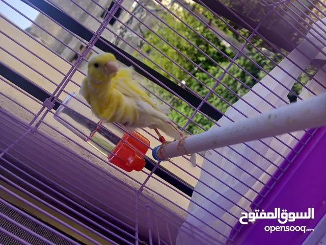 عصافير وطيور للبيع