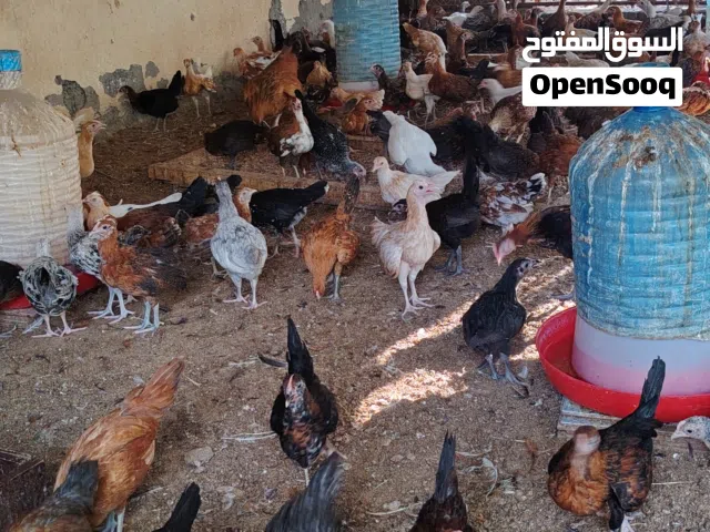 دجاج محلي احجام كبيرة