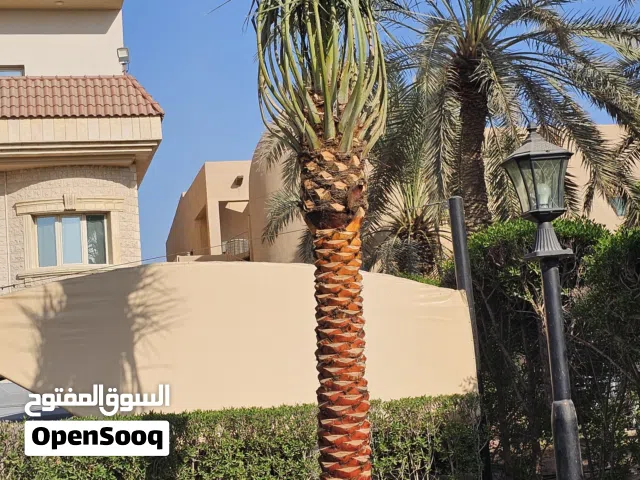 تكريب وتنظيف و نقل وبيع النخيل