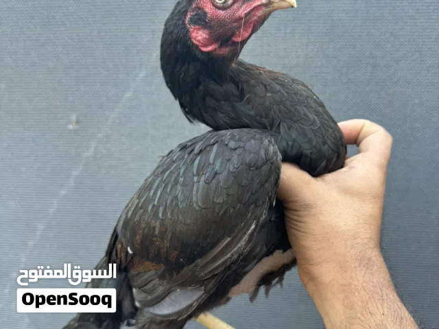 دجاج بكستاني