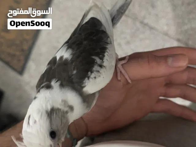فرخ كروان للوازم السفر