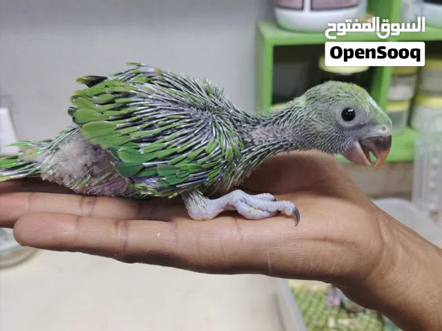 ببغاء دره أليف مناسب للأطفال