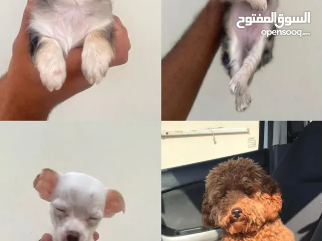Chihuahua and small breed dogs for sale