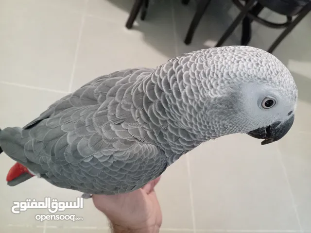 كاسكو مزرعة حجل ذهبي