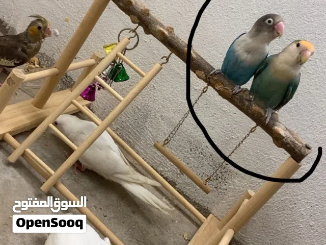 1lovebird rose 1 fisher beautiful colour and active