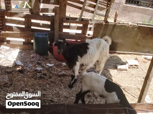 سخلع وراها جدي اول والده