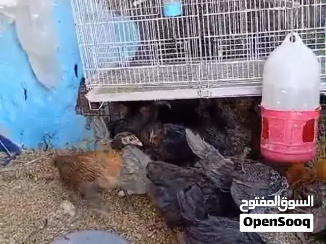 فرخات للبيع