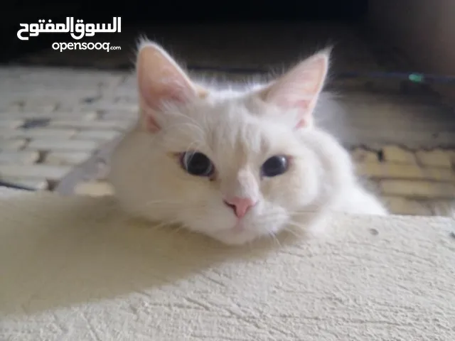 قطه للبيع عمر5 اشهر