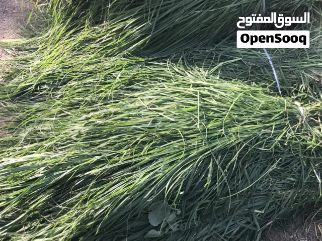 متوفر طعام رودس اخضر وناعم