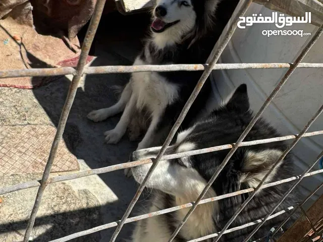 كلاب هاسكي الاثنين بيور اصلي ذكر وانثى