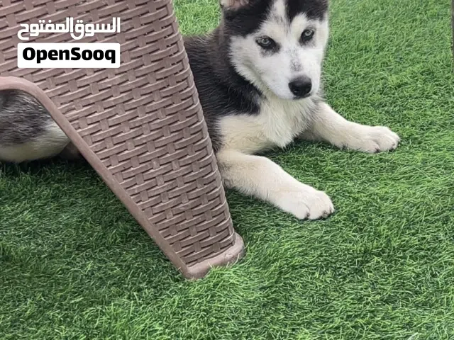 ذكر الله واجب هاسكي للبيع شوف لوصف