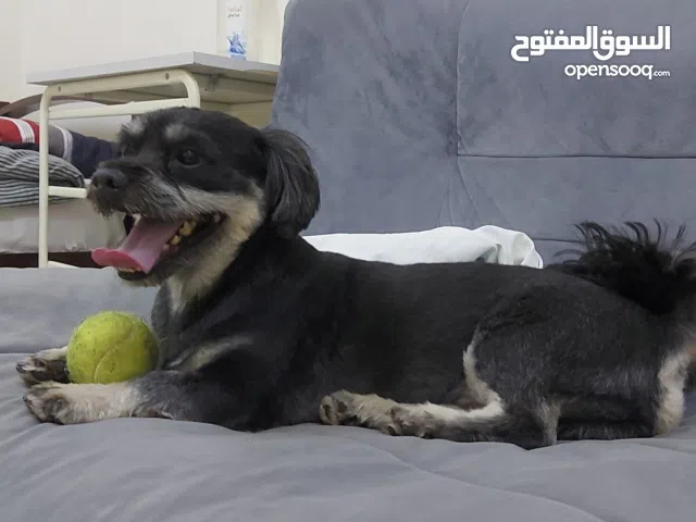 dog for sale dachshund