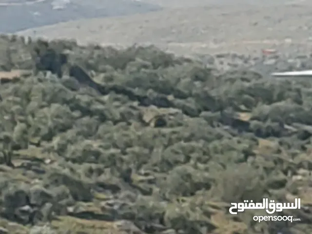 Residential Land for Sale in Tulkarm Kafr AlLabad