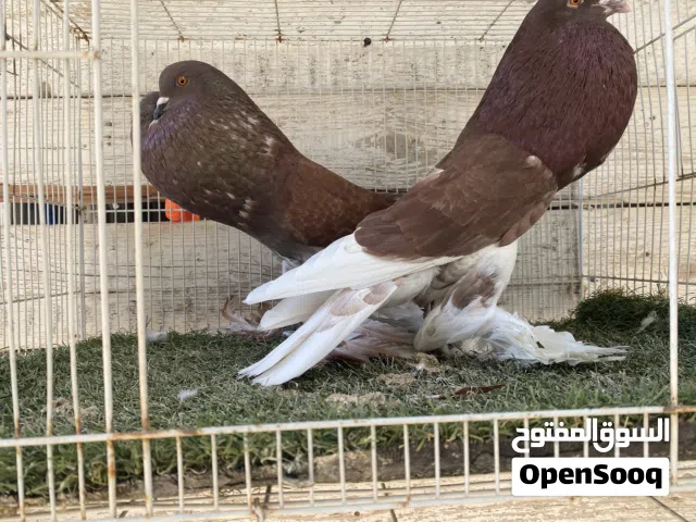 كوبيا لونق ع الاحمر موصفات الله يبارك علي دحي