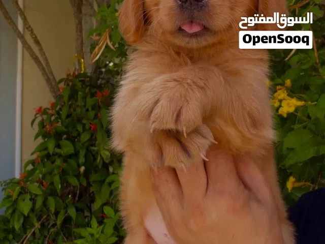 كلاب جولدن
