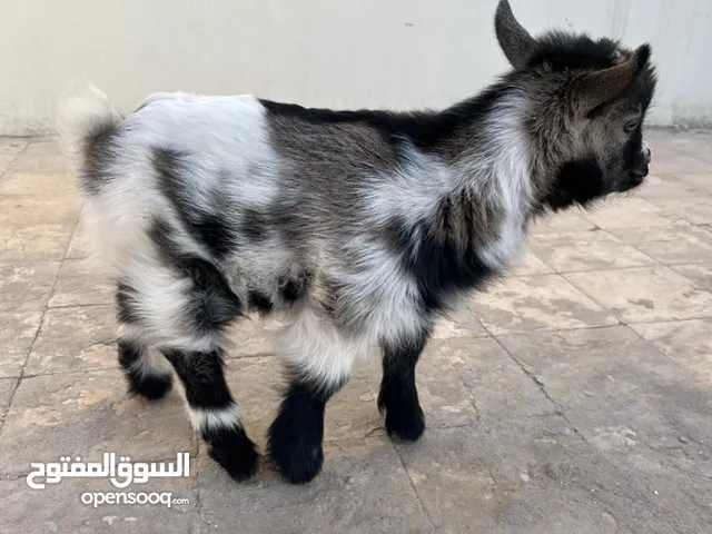 ماعز القزم