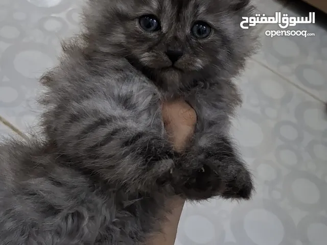 كتن للبيع شيرازي بيور