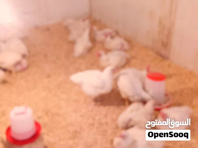 دجاج دبح لحم
