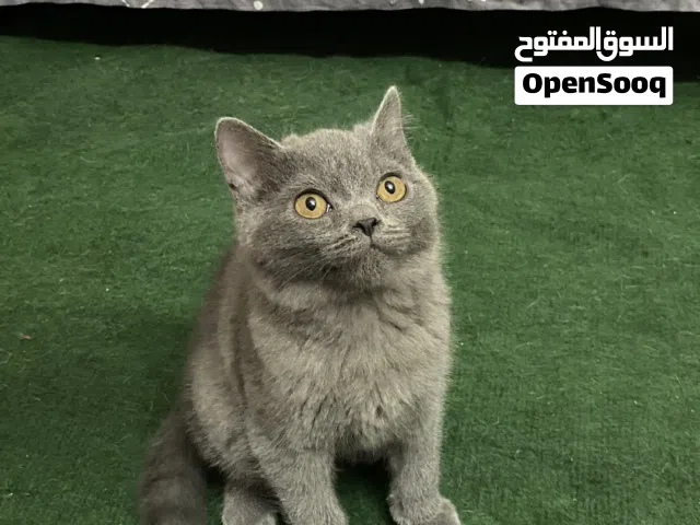 British Shorthair Kitten