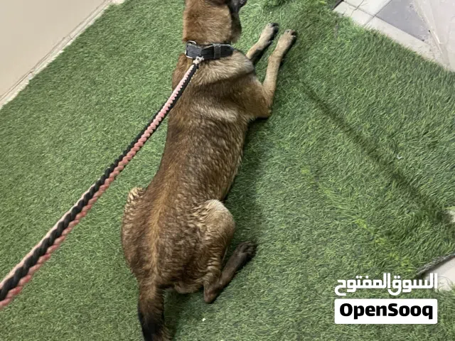 للبيع مالينو