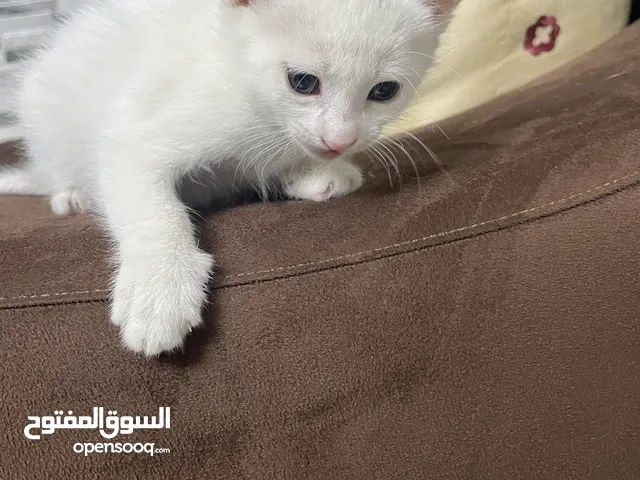انثى شيرازي هملايا للبيع
