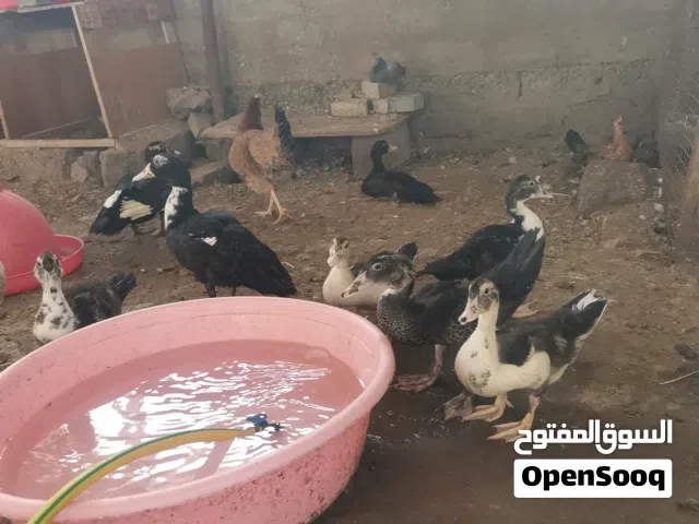 بط سوداني للبيع