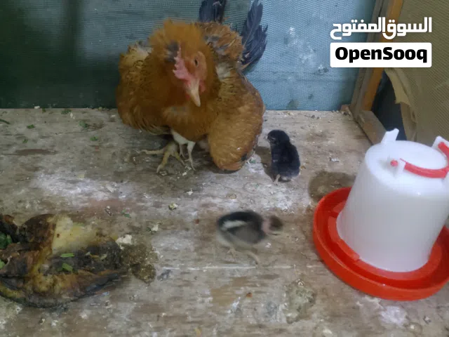 دجاج للبيع