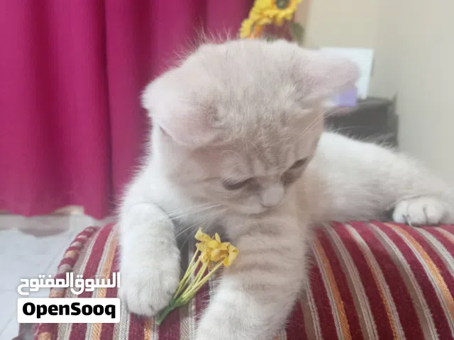 ليلك سكوتش مكس بيكي فيس