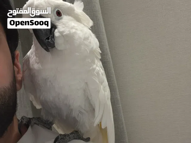 متوفر جميل انواع الطيور تربية بيت