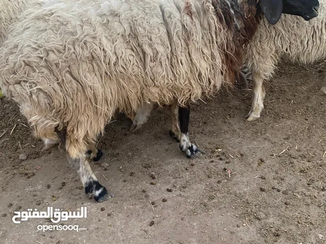 للبيع طليان نثيه نثيه فارغه اتريده كصابه او جني مكان بصره الجبيله رقمي بلوصف اقره وصف