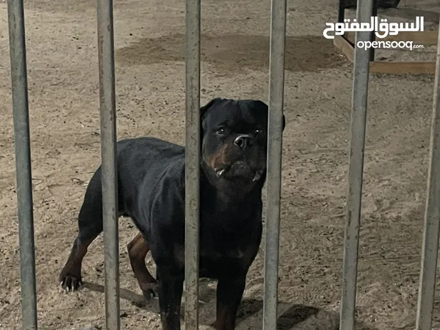 للبيع ذكر روت وايلر