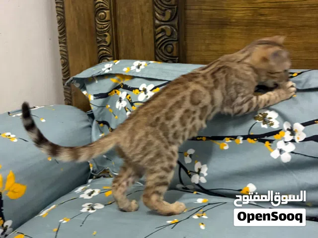 3 months old Bengal kitten
