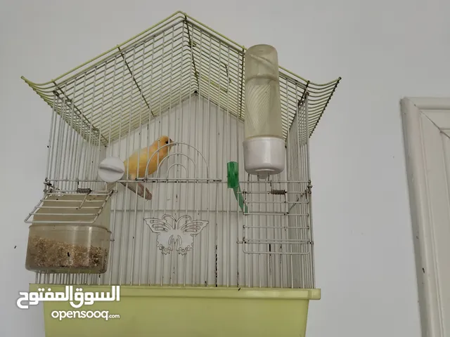 كنار ذكر