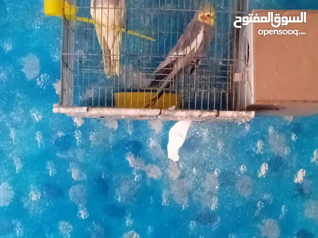 جوز كوكتيل الفحل بايد لاتينو والطيره حبشي