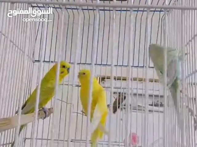 طيور حب للبيع العدد 3نثيه1+2ذكوره