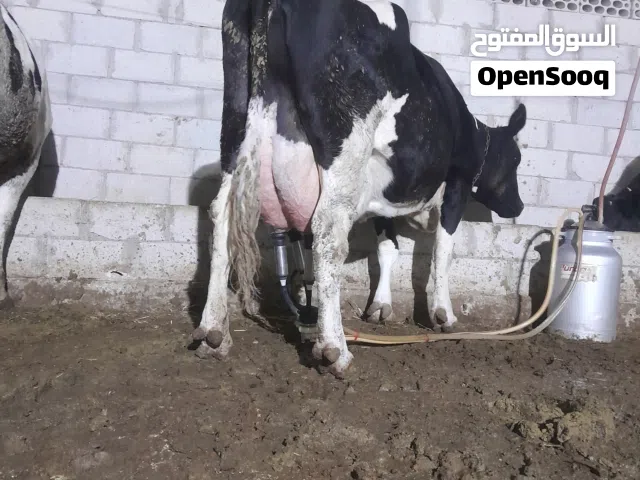 اللهم صلى وسلم وبارك على سيدنا محمد