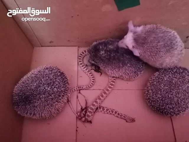 عاااااجل..جداااااااا... تم وصول مجموعه قنافذ نجديه...
