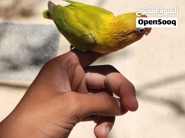 سلام عليكم