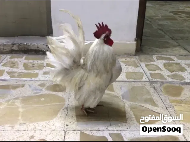 دجاج فرنسي ابيض زاحف