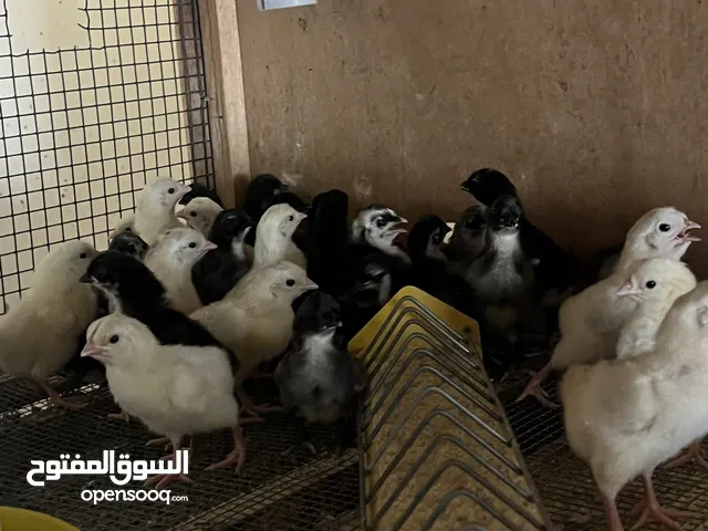 فروخ دجاجج