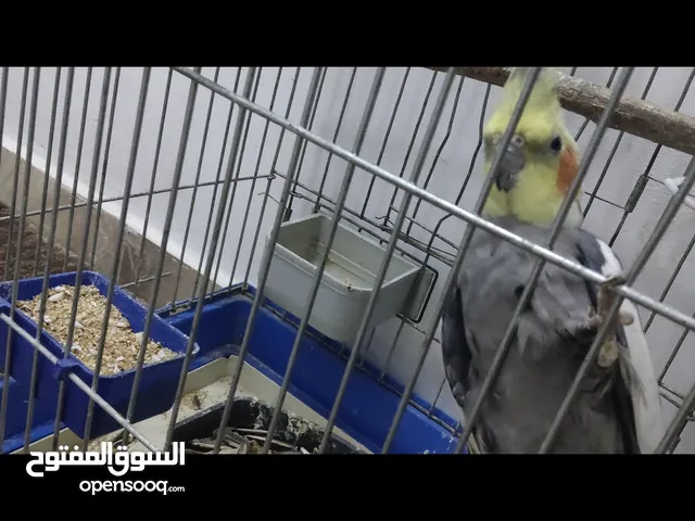 ببغاء كوكتيل للبدل القراء الوصف أو للبيع