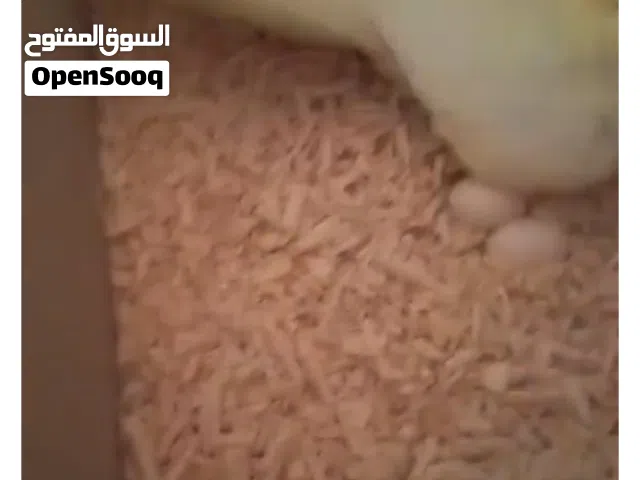 عصافير كوكتيل للبيع اقرأ الوصف