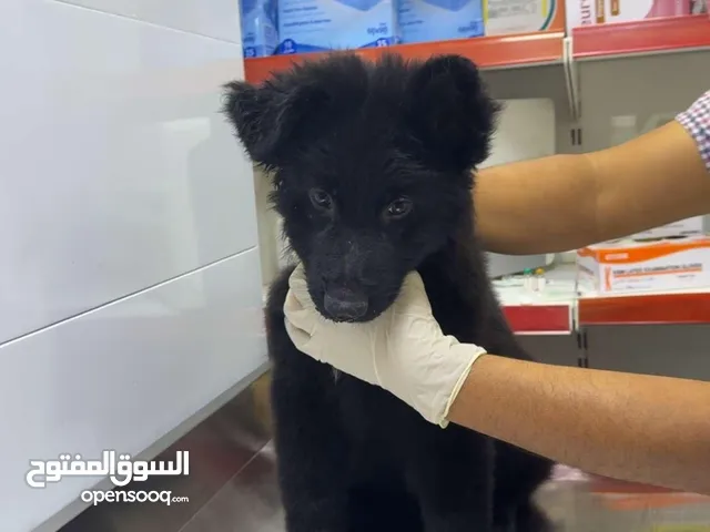 جيرمن بلاك جاك لون هير