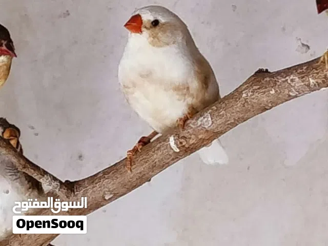 فحله ثنين اورنج برست ايزابيل