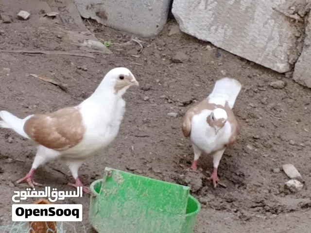 زوج ارفلي مخاليف مجتف وجه بصمه