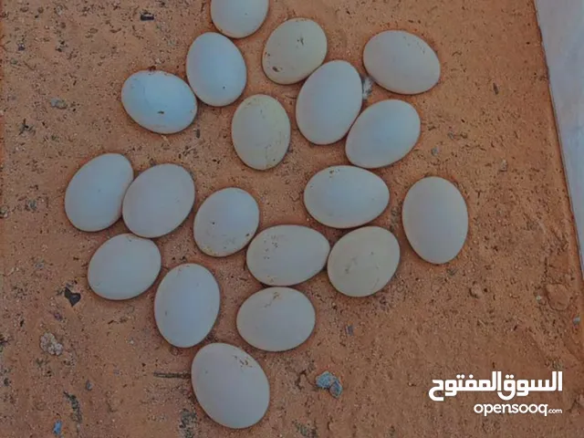 سبرايت انيق