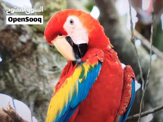 شاشه سامسونج 58 سمارت