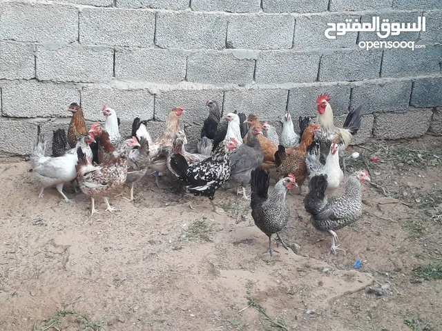 دجاج عربي عتاتيق ايدحي