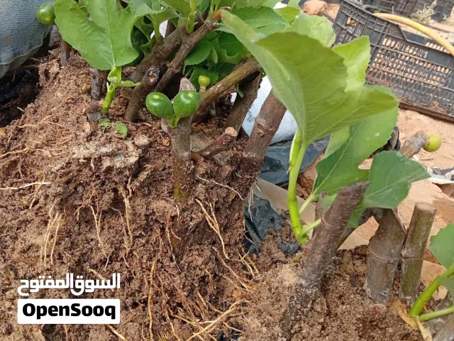 تين روسي اخضر فاتح